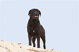 CANE CORSO 593